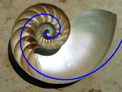 Nautilus cross section