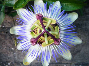 Passion flower