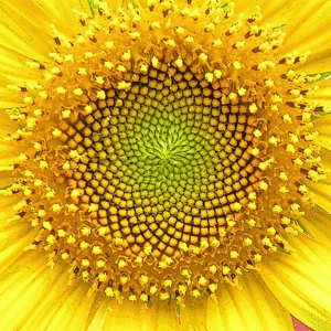 sunflower centre showing Toroid pattern